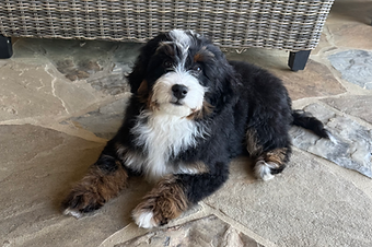 bernedoodle breeders BrewerDoodles