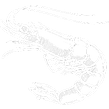 Shrimp (300 × 300 px).png