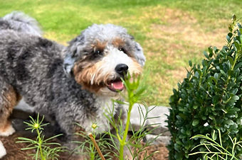 bernedoodle breeders BrewerDoodles