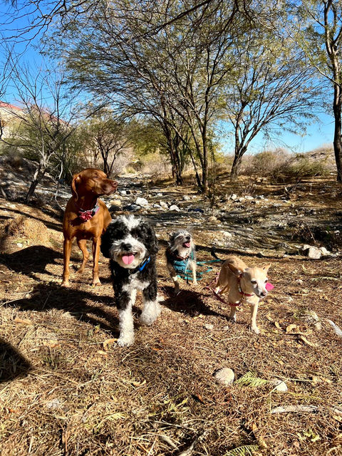 4 dogs on a hiking trail