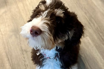 bernedoodle breeders BrewerDoodles