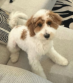 bernedoodle pappies from Brewerdoodles