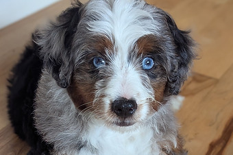 bernedoodle breeders BrewerDoodles