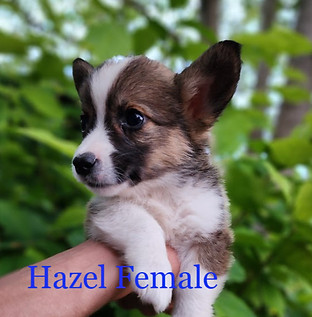 hAZEL 3_edited.jpg