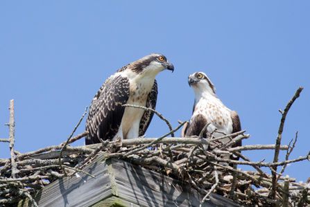 Osprey 2 (Jeanne Wiebenga 2020).jpg