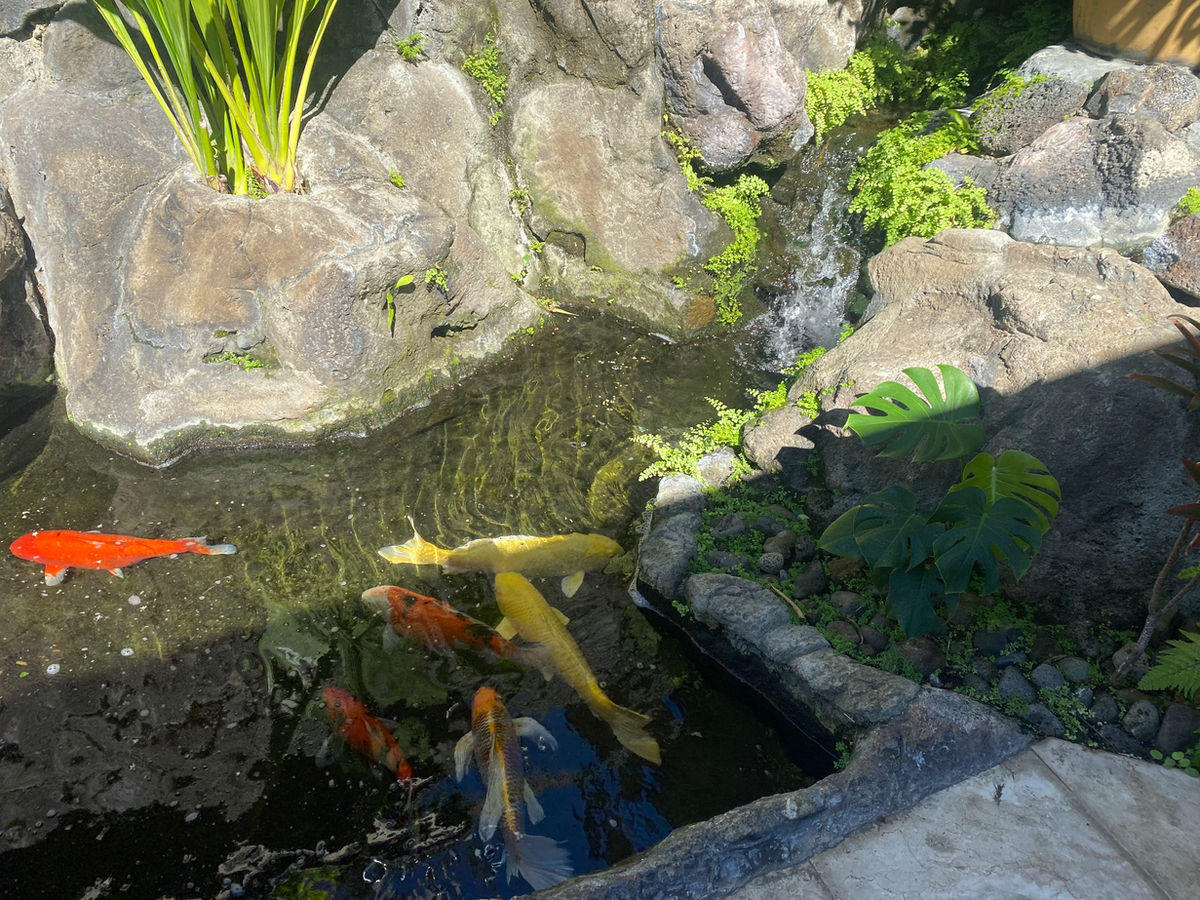 Indoor Oceans Aquarium Service