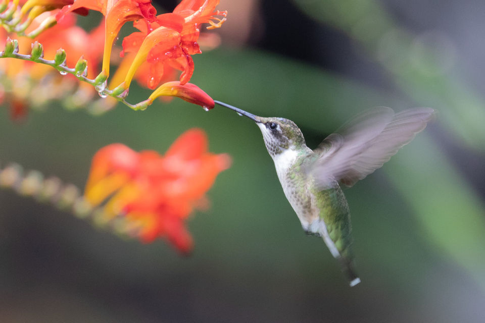 Hummingbird at CI (Jeanne W).jpg