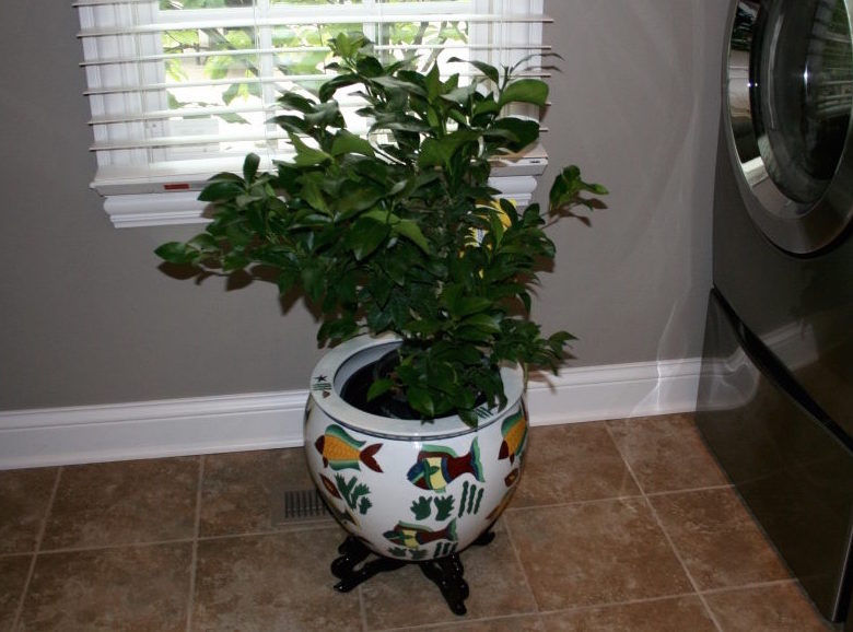 When Life Gives You a Lemon Tree