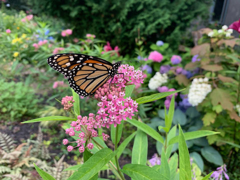 butterfly.jpg