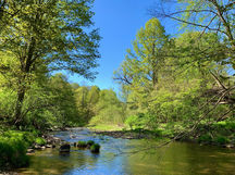 Creek by Jeanne 2020.jpg