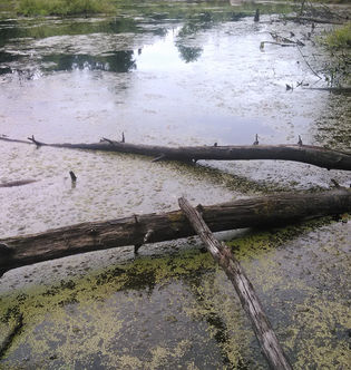 Salomon Family23.jpg