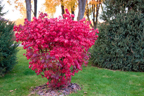 Burning Bush (adobe std lic).jpeg
