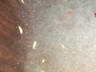 Termite Inspections