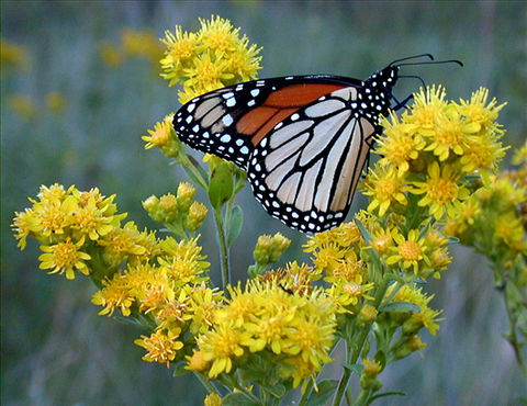 goldenrod and monarch.jpg