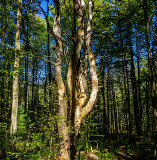 Dobbins Woods Preserve14.jpg