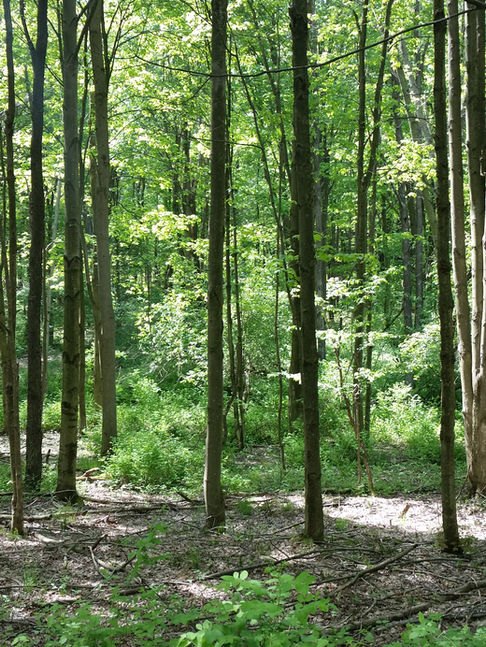 Cassadaga Lakes 0.jpg