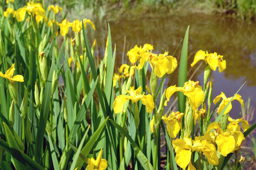 Yellow-Flag Iris (adobe free).jpeg