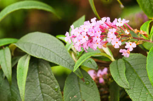 Butterfly Bush - Pink (adobe std lic).jpeg