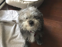 Ticked-off Toto