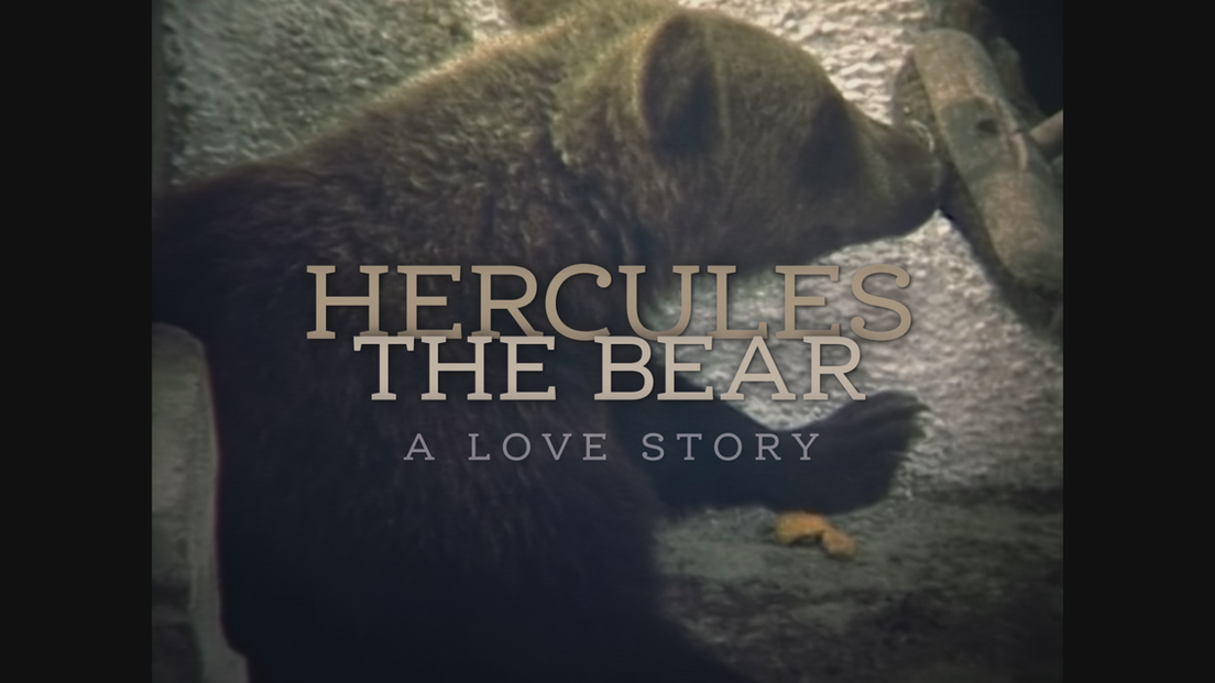 Hercules the Bear, A Love Story 1x 58m Friel Kean films for BBC Scotland