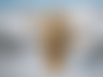 Breaking News: Ship Skis EXPANDS AMC Partnership with Mammoth Mountain