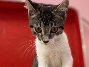 Tinker Bell  -Adopted