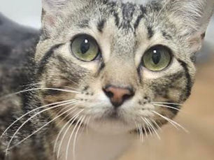 Koopa -Adopted