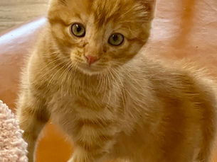 Jalapeño -Adopted