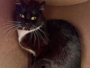 Hunni -Adopted