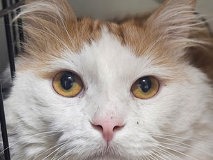 Hagrid -Adopted