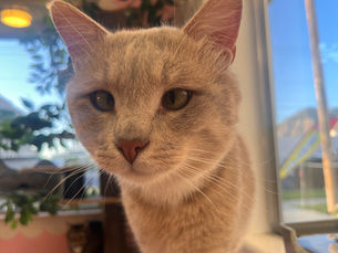 Dusty -Adopted