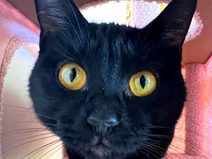 Canola -Adopted