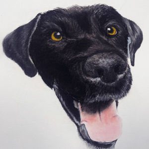 drawing of a black labrador