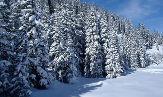 snowy_trees2041-2959059963.JPG