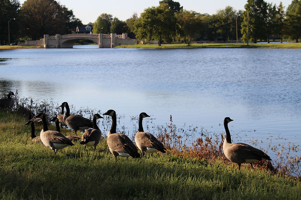 St. Louis ducks