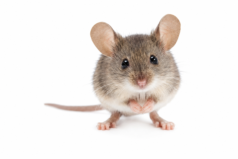 Healthcare facility pest control and sanitation services