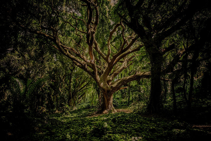 Tree in forest of plants_edited.jpg
