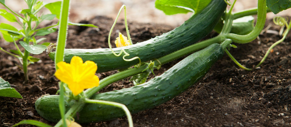 7 Vegetables You Can Easily Grow in Your Home Garden