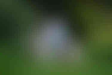 Family image holding hands