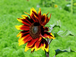 The 5 best places in Sydney to escape from stress