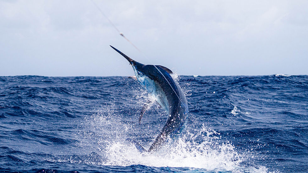 Marlin jumping out of water