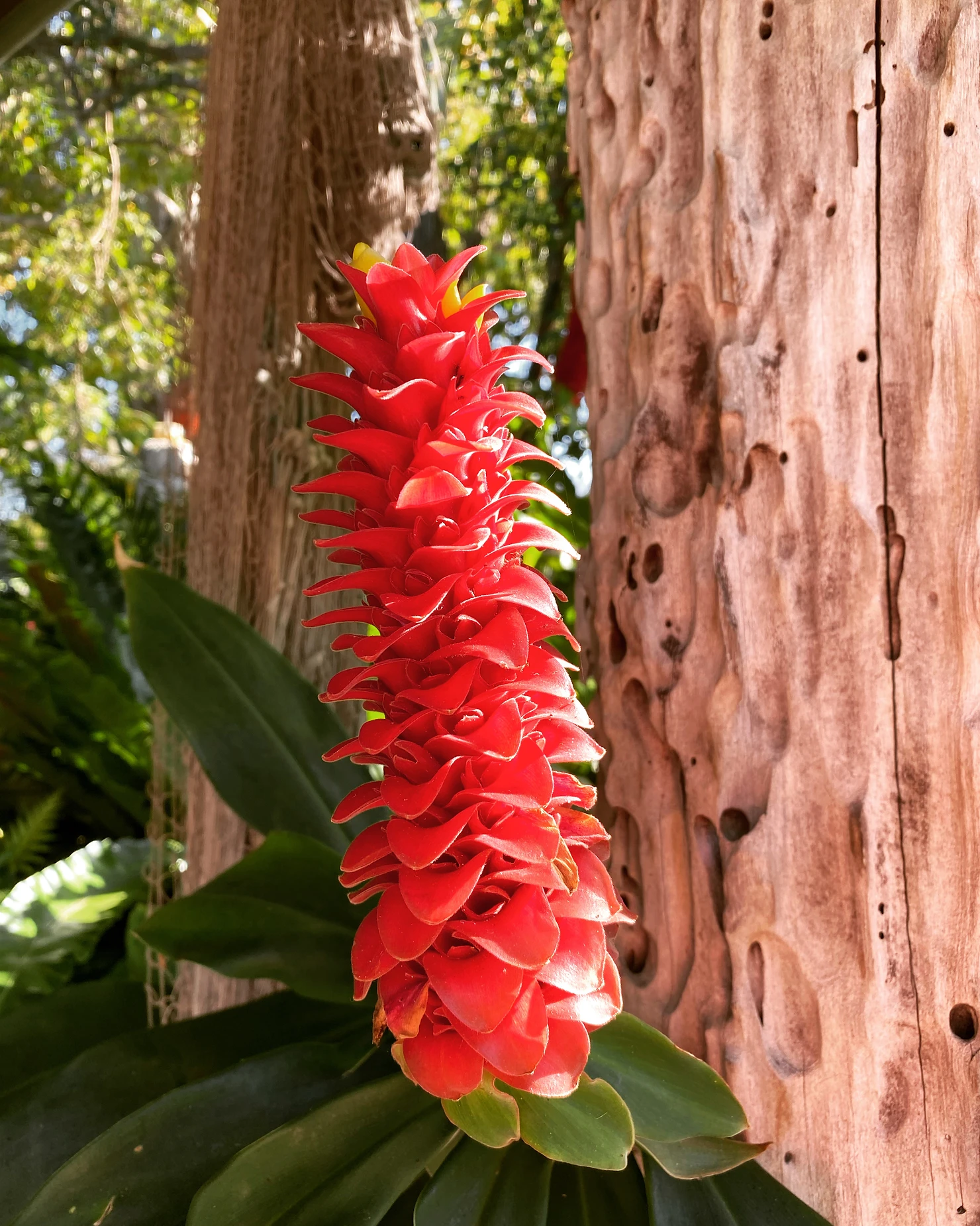 create a tropical garden australia