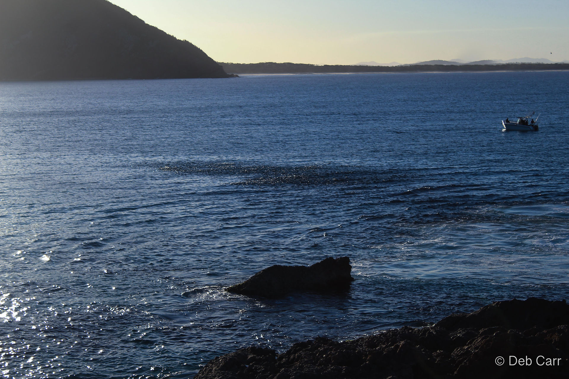 mullet swimming in booti booti national park