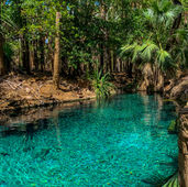 North Australia Rainforest