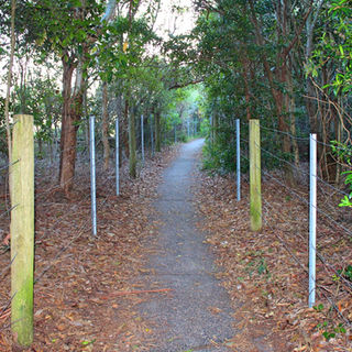rainforest walk one mile beach forster