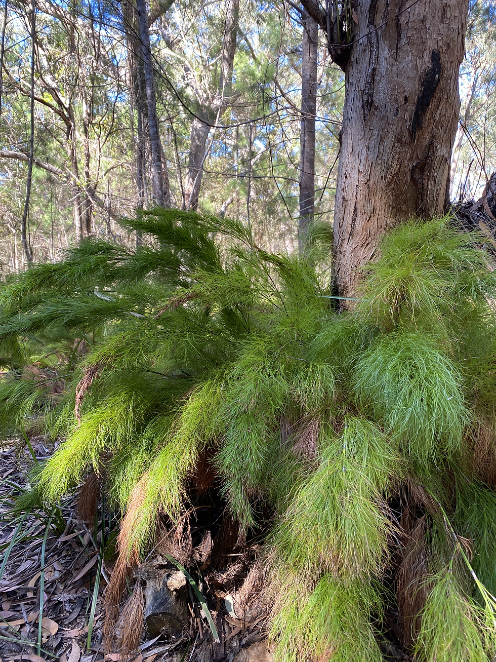 ferns south west rocks