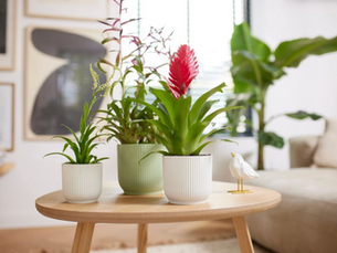 Refresh Your Home With Beautiful Plant Pots