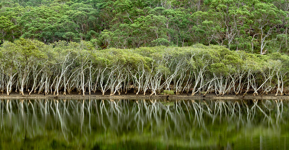 Grey Mangrove Middle Harbour Sydney Photo by Zane Kamat