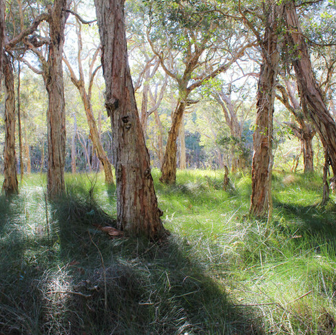 grove of trees saltwater old bar