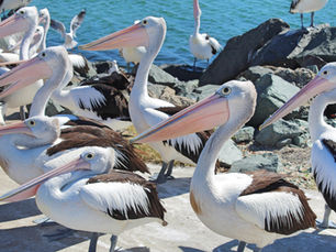 Pelicans at Forster
